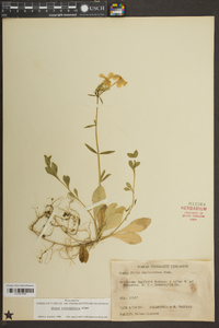 Phlox stolonifera image