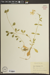 Phlox stolonifera image