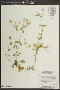 Phlox stolonifera image