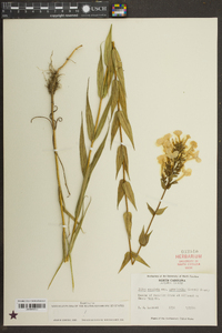 Phlox maculata subsp. pyramidalis image