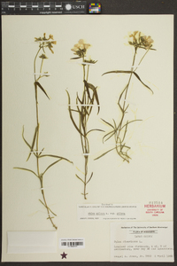 Phlox pilosa subsp. pilosa image