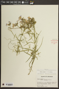 Phlox pilosa subsp. pilosa image