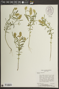 Polygala cruciata image