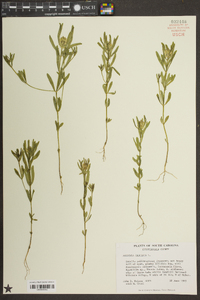 Polygala cruciata image