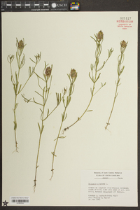 Polygala cruciata image