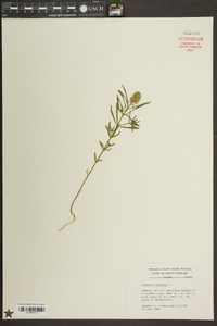 Polygala cruciata image