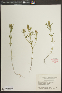 Polygala cruciata image