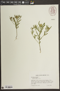 Polygala cruciata image