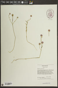 Polygala curtissii image