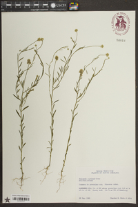 Polygala curtissii image