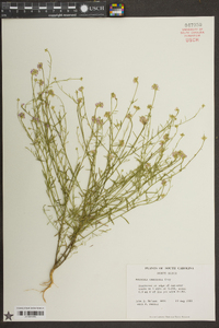 Polygala curtissii image