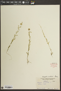 Polygala curtissii image