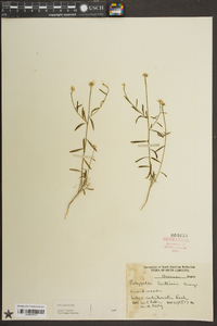 Polygala curtissii image