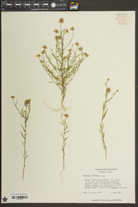 Polygala curtissii image