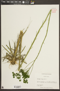 Polygala cymosa image