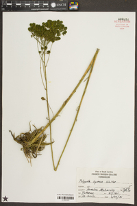 Polygala cymosa image