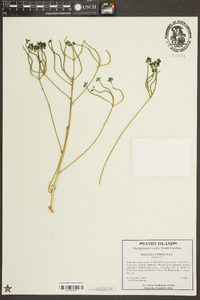 Polygala cymosa image