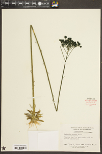 Polygala cymosa image