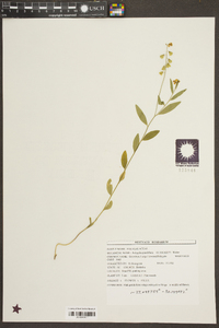 Asemeia grandiflora image