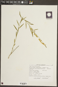 Asemeia grandiflora image