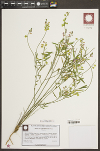 Asemeia grandiflora image