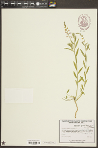 Asemeia grandiflora image