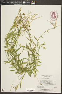 Asemeia grandiflora image