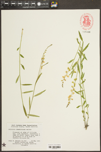 Polygala grandiflora image