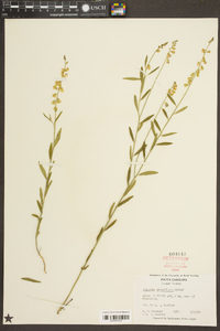 Asemeia grandiflora image