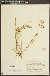 Asemeia grandiflora image