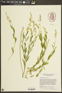 Polygala grandiflora image
