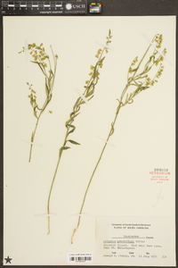 Asemeia grandiflora image