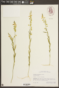 Polygala grandiflora image