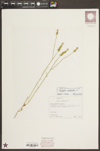 Polygala incarnata image