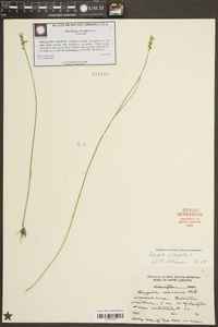 Polygala incarnata image