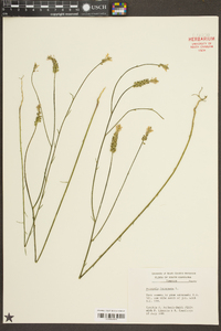 Polygala incarnata image