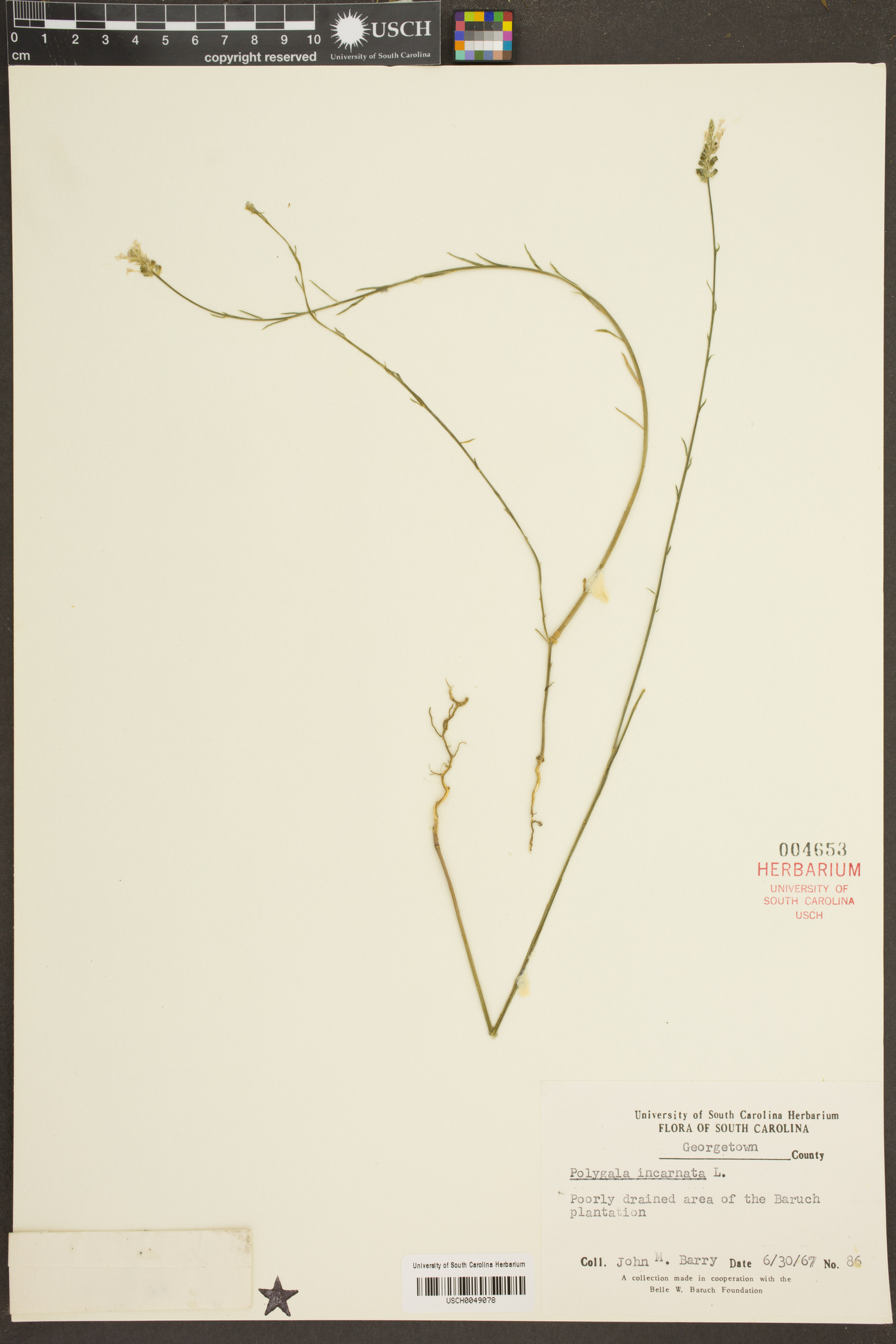 Polygala incarnata image