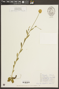 Polygala lutea image