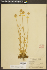 Polygala lutea image