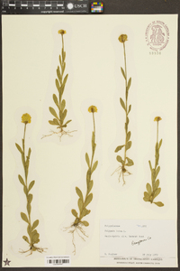 Polygala lutea image