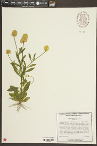 Polygala lutea image