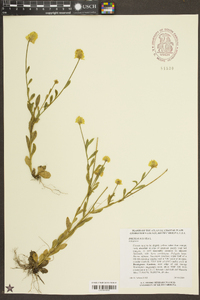 Polygala lutea image