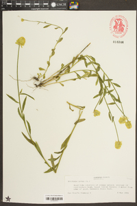 Polygala lutea image