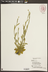 Polygala lutea image
