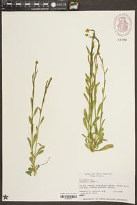 Polygala lutea image