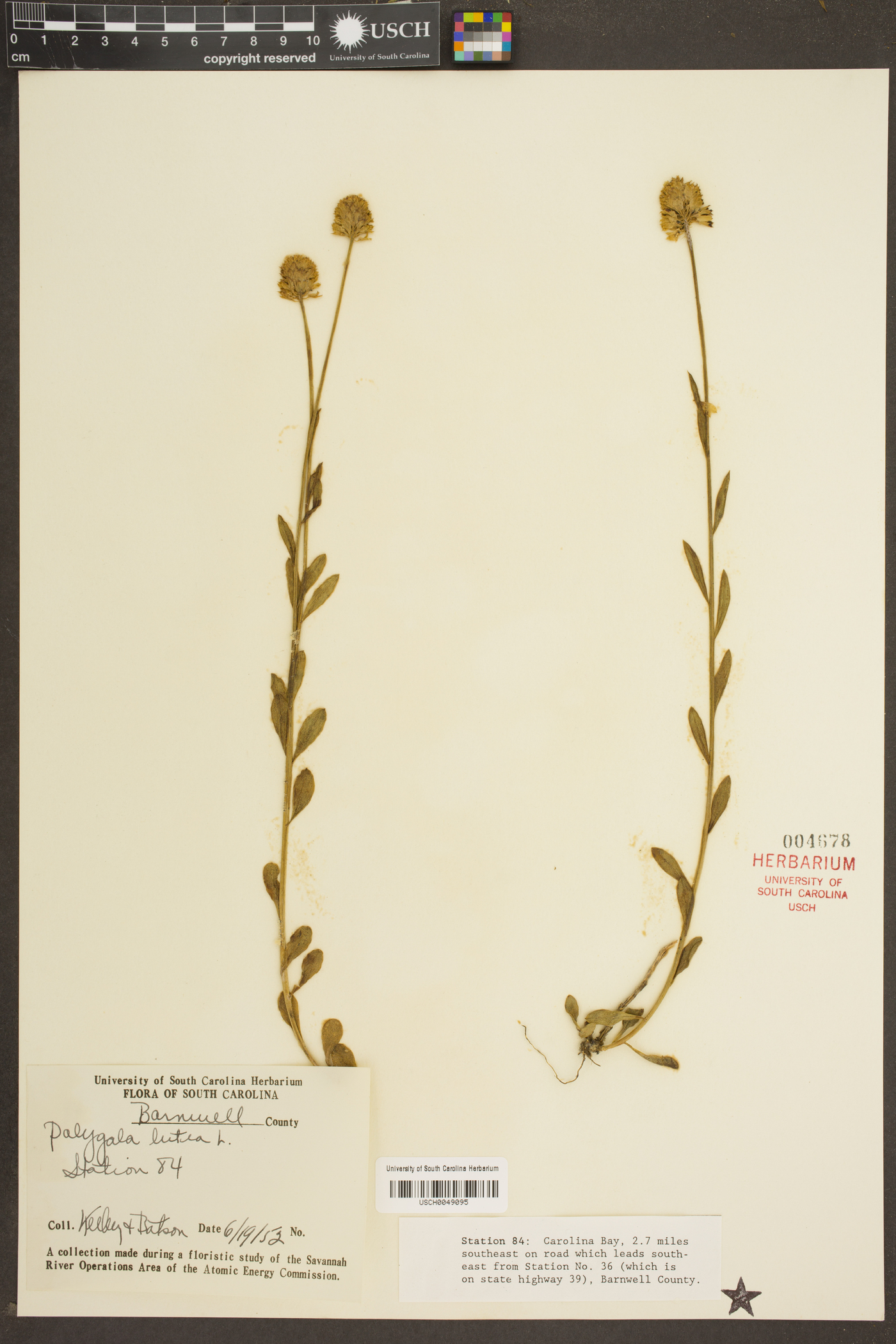 Polygala lutea image