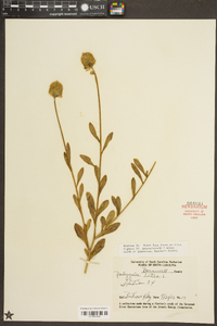 Polygala lutea image