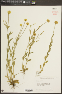 Polygala lutea image