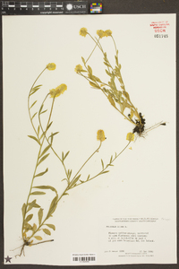 Polygala lutea image