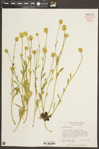 Polygala lutea image